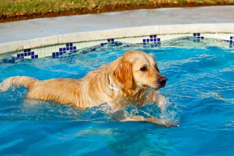 Dog Swimming in Pool Important to Keep Your Pets Safe