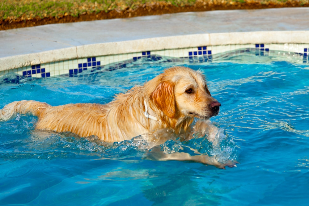 Dog Swimming in Pool Important to Keep Your Pets Safe