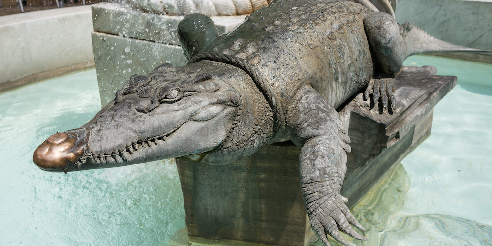 alligator in swimming pool