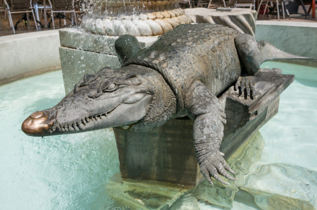 alligator in swimming pool