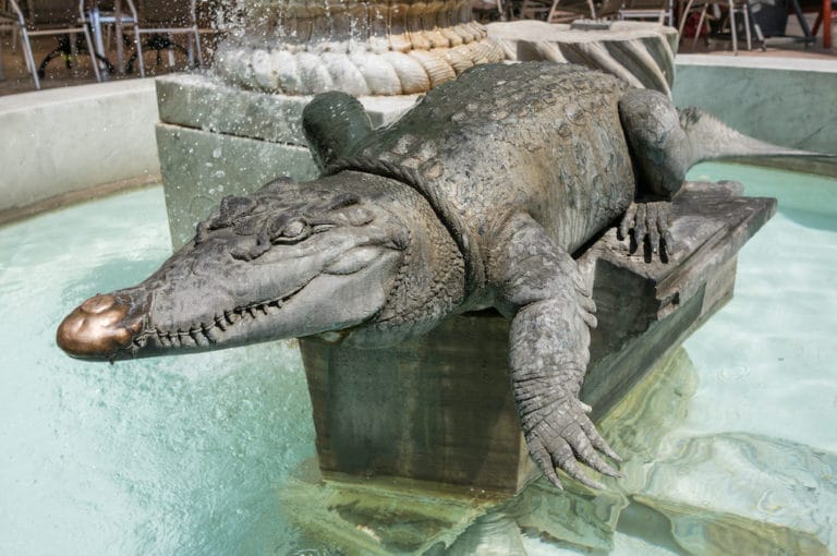 alligator in swimming pool