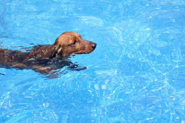 Pet Safety Around Pools Pet Safety Around Pools - Cute Dog Swimming